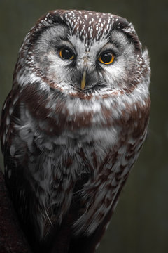 Tengmalm's Owl