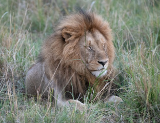 portrait of a lion