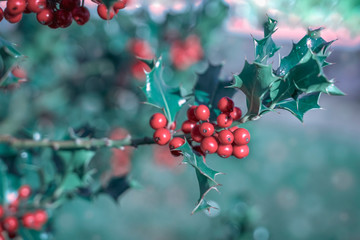 Bright berries and boughs with green leaves of Ilex aquifolium, traditional Christmas holly decor