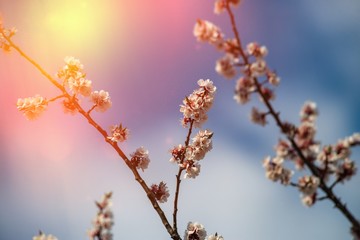 Nice white apricot spring flowers branch on blue sky background