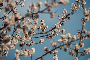 Nice white apricot spring flowers branch on blue sky background