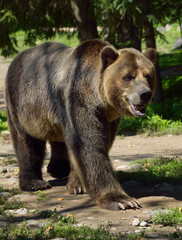 Mainland Grizzly bear subspecies of brown bear walking on path