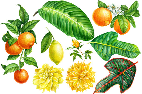 set of tropical plants, green leaves, yellow flowers, fruits on an isolated white background, watercolor illustration. Botanical painting: lemon, tangerines, oranges, dahlia, rose