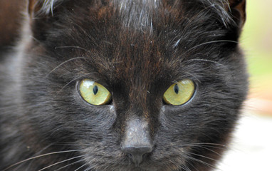 Photography of black cat with yellow eye