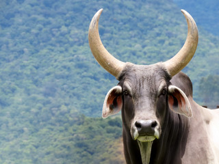 Big horned zebu bull looking at camera - obrazy, fototapety, plakaty