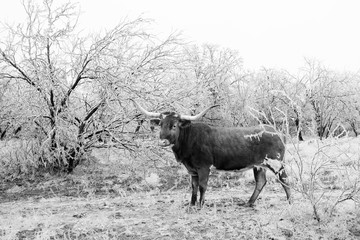 Texas Longhorn cow in icy landscape, rural winter black and white.