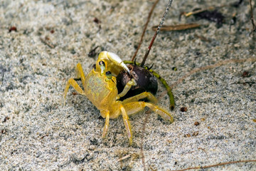 Maria Farinha IMG_6632