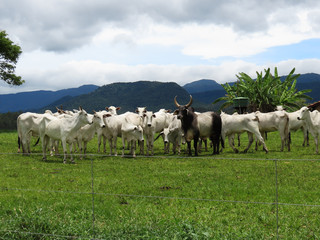 Fototapeta na wymiar Several Nellore cows and a Zebu ox
