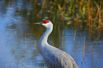 Sandhill crane looking for food in the lake. Melbourne, Florida. © Mike Hernandez