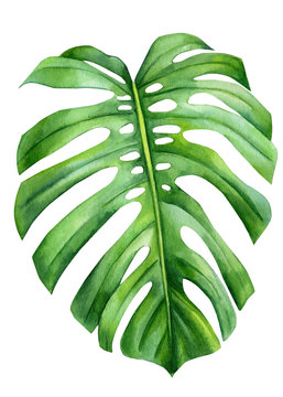 Jungle green leaves of monstera creepers on an isolated white background, watercolor illustration, botanical painting