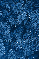 Texture of blue pine tree.