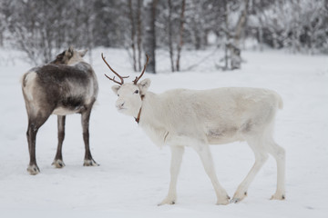 White curious reindeer looking to the camera. Winter snowy season in Lapland