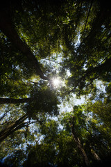 Trees of the Mata Atlantica biome in Tijuca National Park, Rio de Janeiro, Brazil