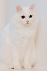 animal with eyes of different colors. Odd-eyed cat with blue and almond eyes. Heterochromia. Turkish Angora cat is sitting on a white background.