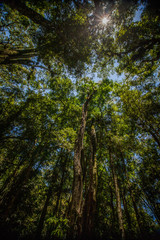 Trees of the Mata Atlantica biome in Tijuca National Park, Rio de Janeiro, Brazil