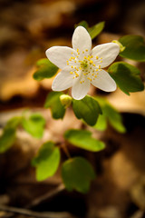 Single Rue Anemone Blossom in Early Spring