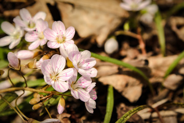 Cluster of Spring Beauty Flowers in Bloom