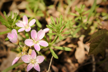 Cluster of Spring Beauty Flowers in Bloom