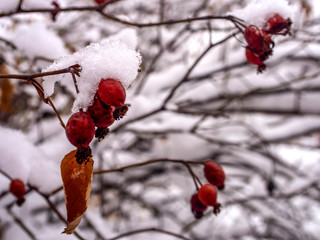 Winter berry under snow outdoors.
