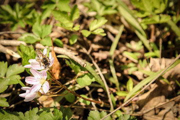 Bee Pollinating Spring Beauty Wildflower