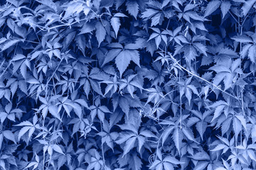 Fence of parthenocissus henryana monochrome toned. Color of the year. Beautiful blue background for design. Blue Floral texture