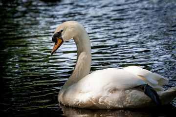 Beautiful majestic white swan in water.