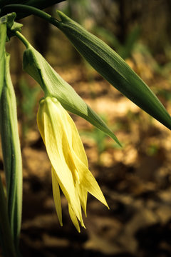 Yellow Large-Flowered Bellwort in Bloom
