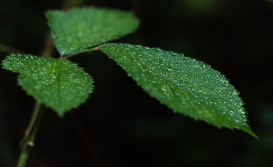 Drops of dew on the leaves