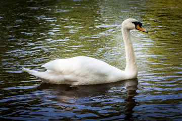 Obraz premium Beautiful majestic white swan in water.
