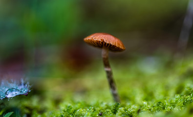 Close up of a small mushroom. Glowing greens with dew drops.