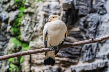 Pied Imperial Pigeon