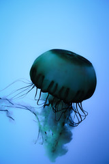 Faded Blue Lone Jellyfish