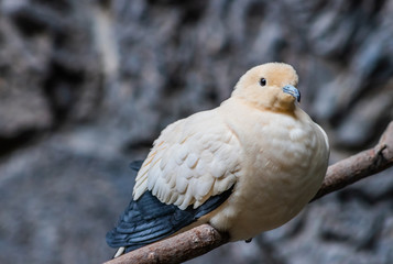 Pied Imperial Pigeon