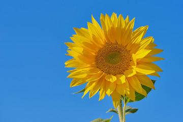 blooming sunflower against blue cloudless sky with copy space