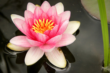 Dusseldorf, Germany - Water Lilly in Bloom in the Pond Water Garden