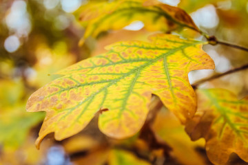 Close Up of Brightly Colored Yellow Autumn Leaf