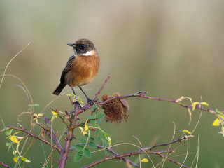 Stonechat, Saxicola rubicola