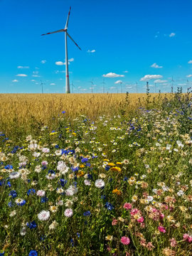 Bl&uuml;hstreifen f&uuml;r Insekten in intensiver Landwirtschaft, Hessen, Deutschland 