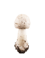 Unknown forest mushroom on a white background