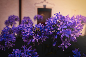 Agapanthus flower, lilies of the nile in a garden in munich