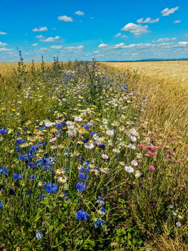Bl&uuml;hstreifen f&uuml;r Insekten in intensiver Landwirtschaft, Hessen, Deutschland 