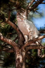 White Bengal on Tree