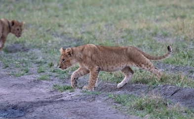 Lion cubs in masai mara