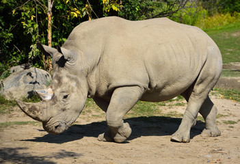 Naklejka premium Male Southern White Rhinoceros walking
