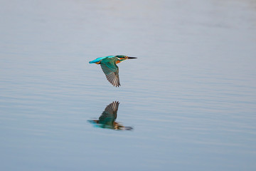 Eisvogel (Alcedo atthis) Flugbild über Wasser, Hessen, Deutschland