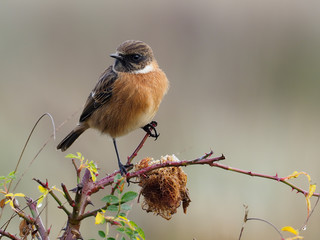 Stonechat, Saxicola rubicola