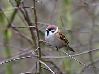 Tree sparrow, Passer montanus