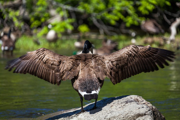 Beautiful majestic Canada goose in water.