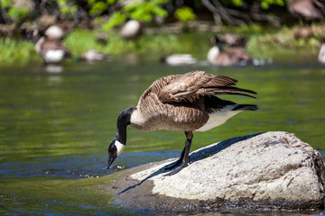 Beautiful majestic Canada goose in water.