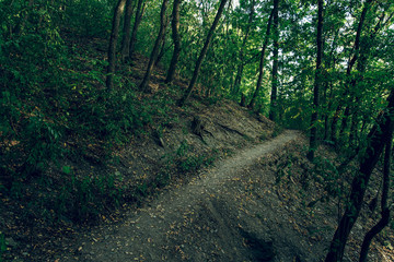 common forest scenic natural environment with in twilight with trees and small trail 